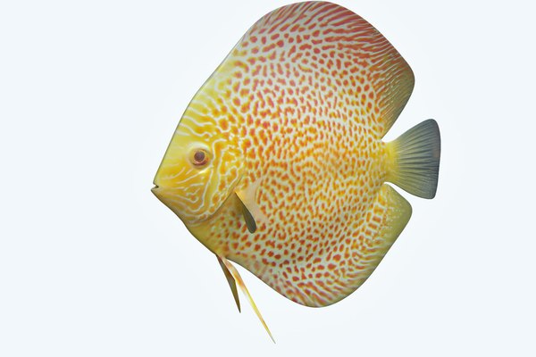 Discus fish 5 3D - TurboSquid 1208885