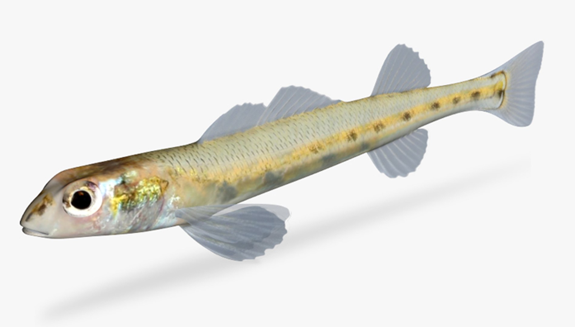 Maya Ammocrypta Pellucida Eastern Sand