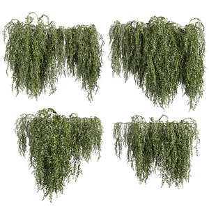 plant vol 874 - creeper - ivy model