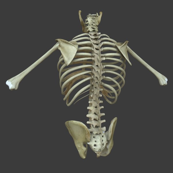 muscles torso medical edition 3d ma