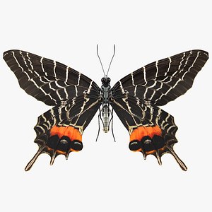 Animated Flight Bhutan Glory Butterfly Rigged for Cinema 4D 3D model