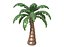 3D Palm Tree