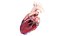 3D Human Heart Collection Animated