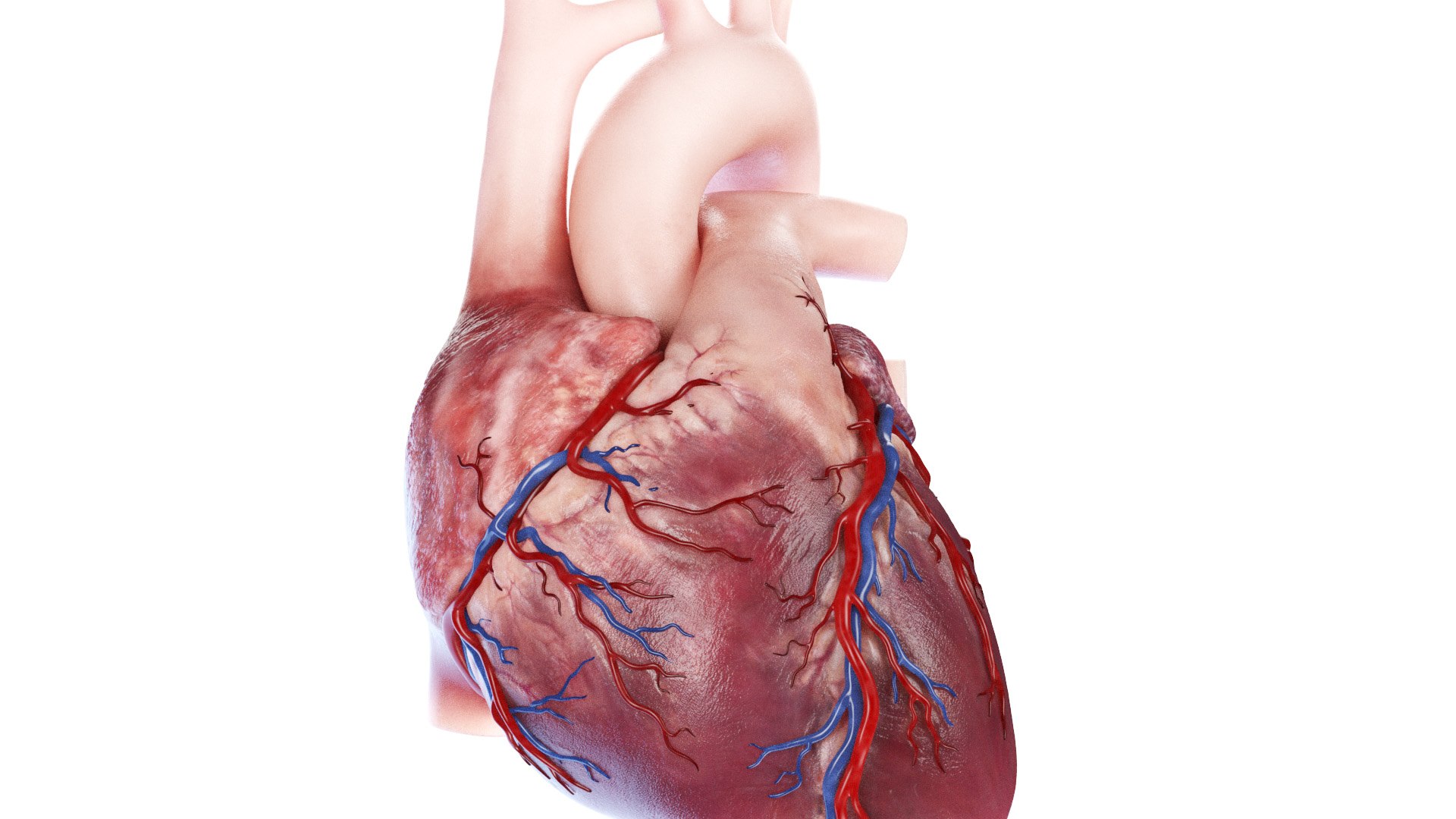 3D Human Heart Collection Animated https://p.turbosquid.com/ts-thumb/v6/hCAnmL/G0/human_heart0004/jpg/1689178792/1920x1080/fit_q87/0fa787888480507faa8a601f362716962d5eaa83/human_heart0004.jpg