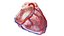 3D Human Heart Collection Animated