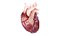 3D Human Heart Collection Animated