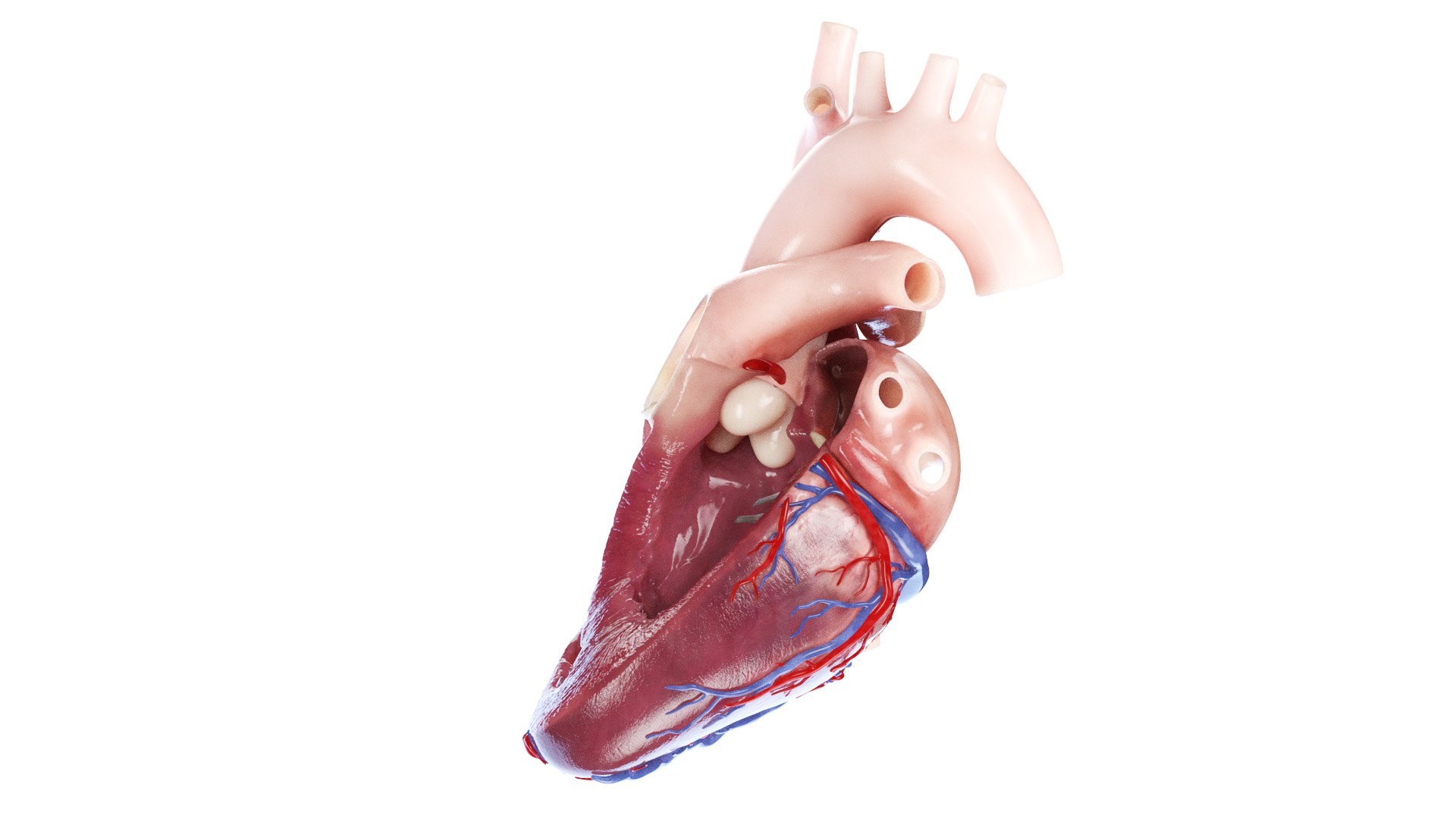 3D Human Heart Collection Animated https://p.turbosquid.com/ts-thumb/v6/hCAnmL/Jc/heart_cross_section_ant0001/jpg/1689178919/1920x1080/fit_q87/19c2df76ccf6465d08283a5b52a997c21711fa21/heart_cross_section_ant0001.jpg