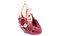 3D Human Heart Collection Animated