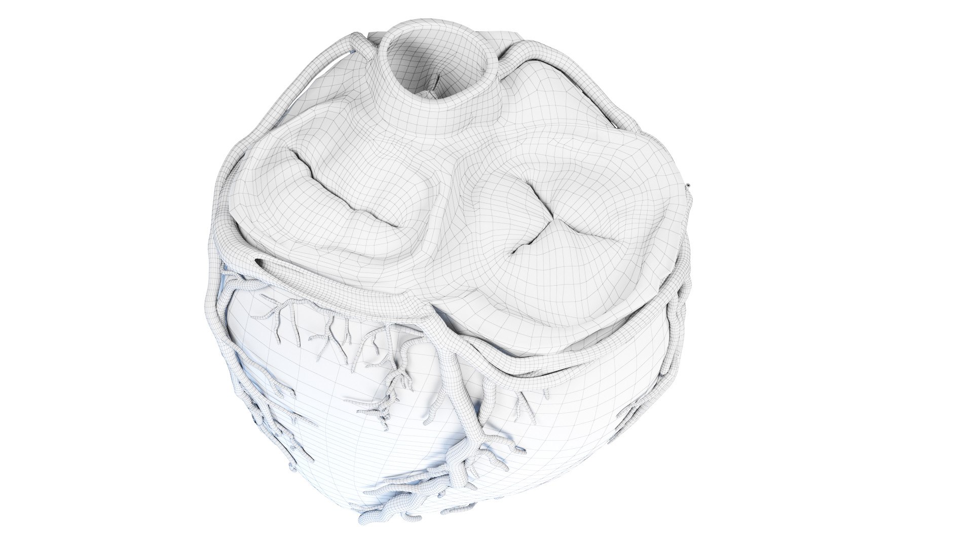 3D Human Heart Collection Animated https://p.turbosquid.com/ts-thumb/v6/hCAnmL/NH/heart_cross_section_transverse_wire0002/jpg/1689179186/1920x1080/fit_q87/de91c55a8d1d2362656915674f1d12fa26666e06/heart_cross_section_transverse_wire0002.jpg