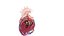 3D Human Heart Collection Animated