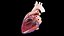 3D Human Heart Collection Animated