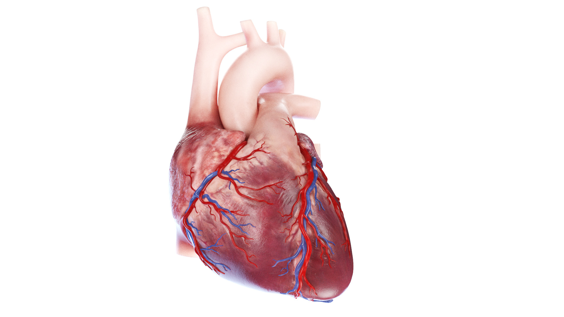 3D Human Heart Collection Animated https://p.turbosquid.com/ts-thumb/v6/hCAnmL/cs/human_heart_tt_cut1f/jpg/1689079296/1920x1080/turn_fit_q99/378ae7537b212ae77ec118010bf2f5b8179ea337/human_heart_tt_cut1f-1.jpg