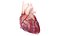 3D Human Heart Collection Animated