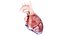 3D Human Heart Collection Animated