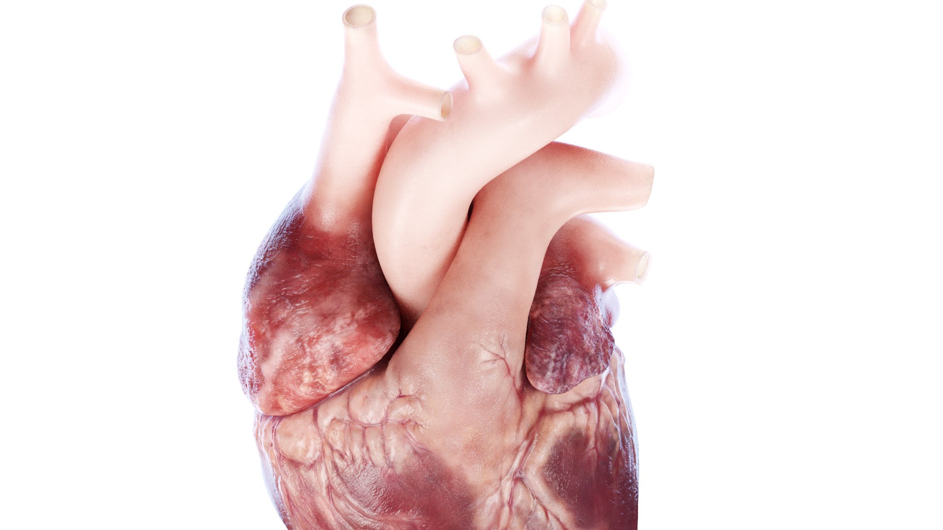 3D Human Heart Collection Animated https://p.turbosquid.com/ts-thumb/v6/hCAnmL/eq/human_heart2f0007/jpg/1689178791/1920x1080/fit_q87/ba047162b78d145a6dbed56c2aecb26f73485d33/human_heart2f0007.jpg