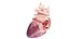 3D Human Heart Collection Animated