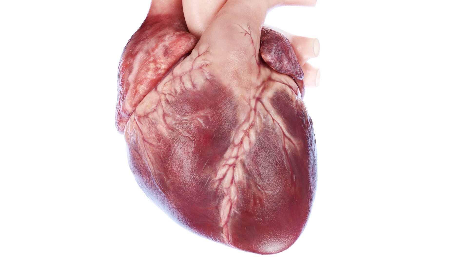 3D Human Heart Collection Animated https://p.turbosquid.com/ts-thumb/v6/hCAnmL/kn/human_heart2f0008/jpg/1689178792/1920x1080/fit_q87/f7a090090f059c5cc645a8c0b464e78d146bd47e/human_heart2f0008.jpg