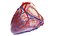 3D Human Heart Collection Animated