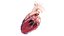 3D Human Heart Collection Animated
