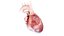3D Human Heart Collection Animated