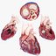 3D Human Heart Collection Animated
