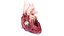 3D Human Heart Collection Animated
