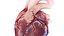 3D Human Heart Collection Animated