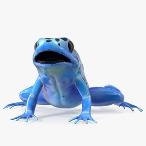 Blue Poison Arrow Frog Rigged