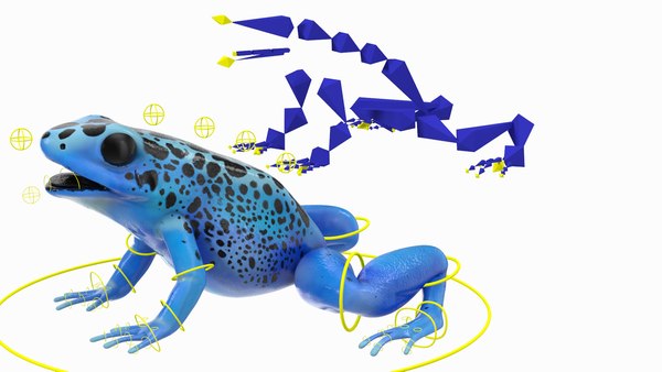 modelo 3d Rana flecha venenosa azul aparejada - TurboSquid 2185790