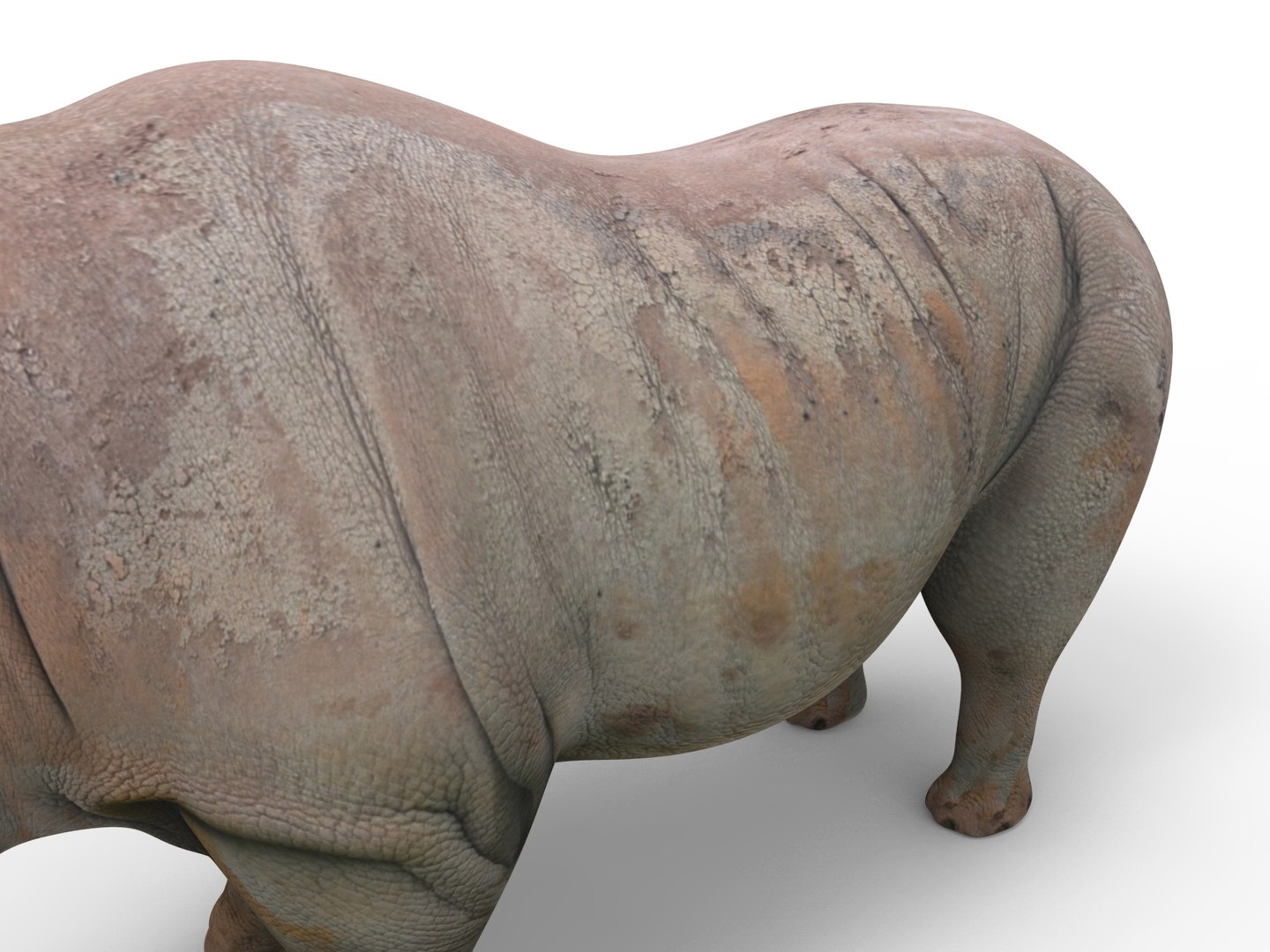 Realistic Rhino Rigged 3D Model - TurboSquid 1268914