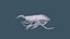 Copepod