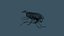 Copepod