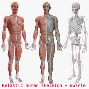 Human body muscle system skeletal skeleton skin body male anatomy 