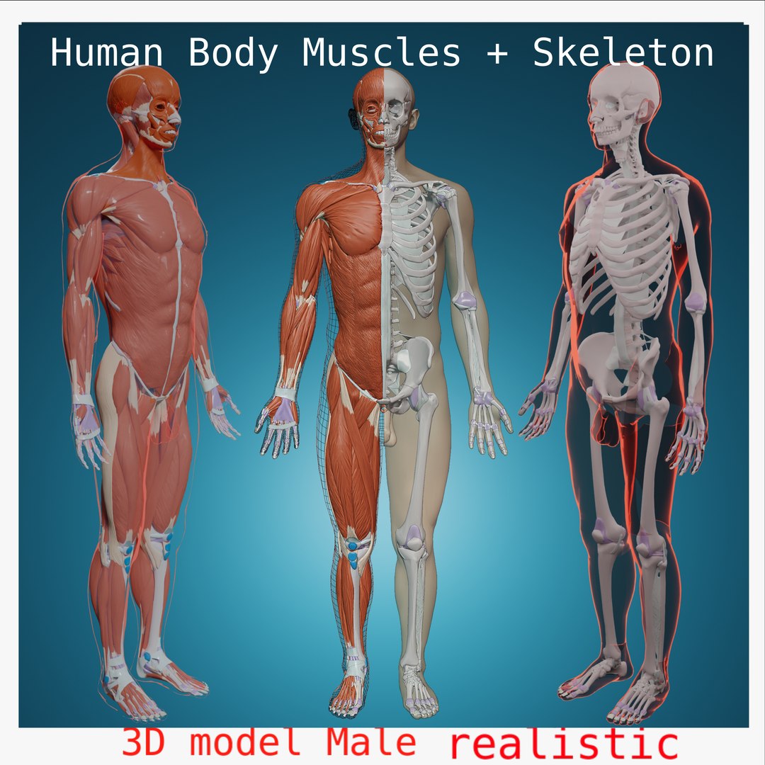 Complete Homan Body Anatomy Skeletal Skeleton Muscle Cardiovascular ...