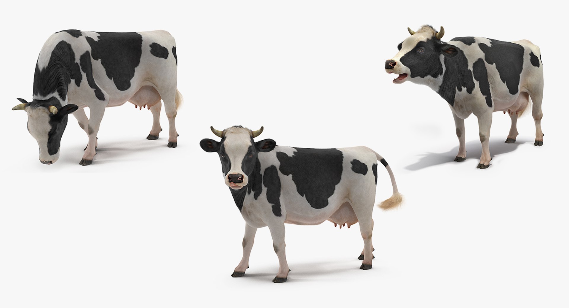 Animated Cow Collection for Cinema 4D 3D model preview