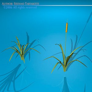 Pond plant