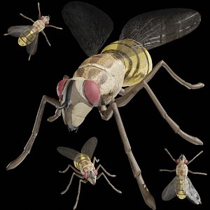 3D housefly insect rigged