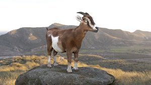 GoatTextureFurRigged