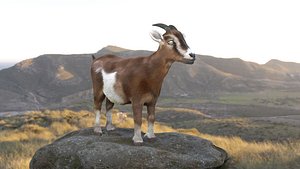 GoatTextureFurRigged