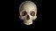 Skull Female