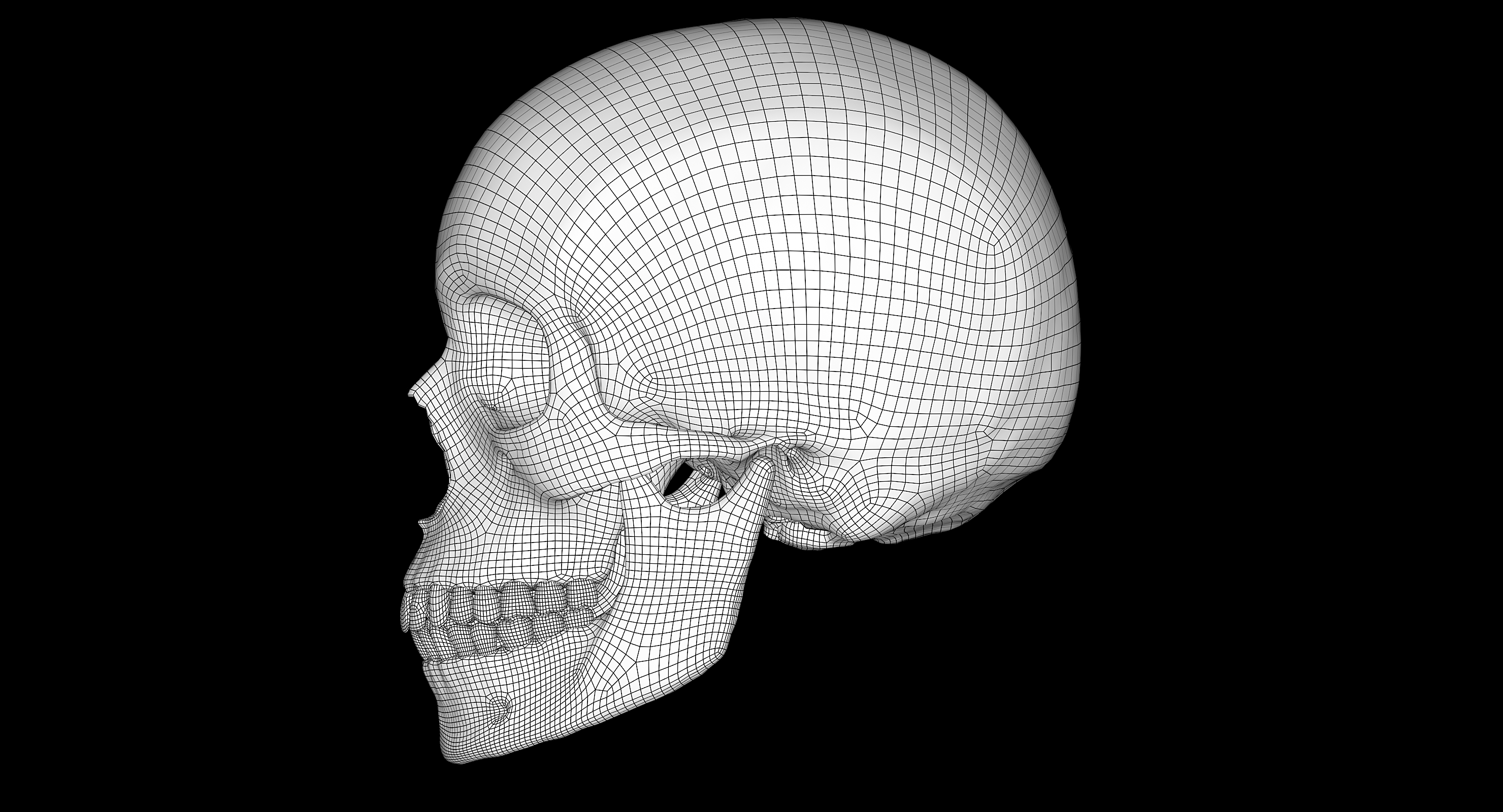 3D female skull bone - TurboSquid 1375441