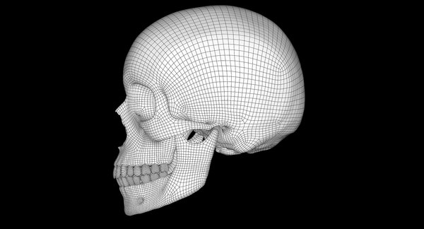 3D female skull bone - TurboSquid 1375441