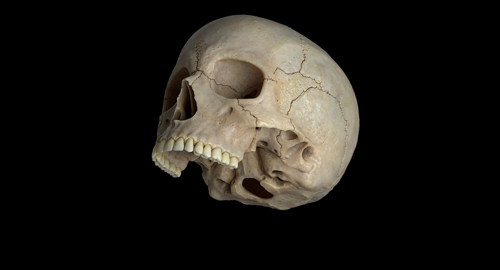3D female skull bone https://p.turbosquid.com/ts-thumb/v7/yRrME1/BaRzylfU/006/png/1549407046/1920x1080/fit_q87/a394d38c897f3aa64ebea91ba4f8fe0854e0a3d5/006.jpg