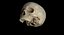 Skull Female