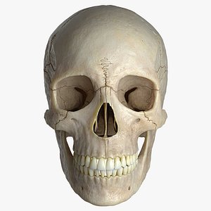 3D female skull bone