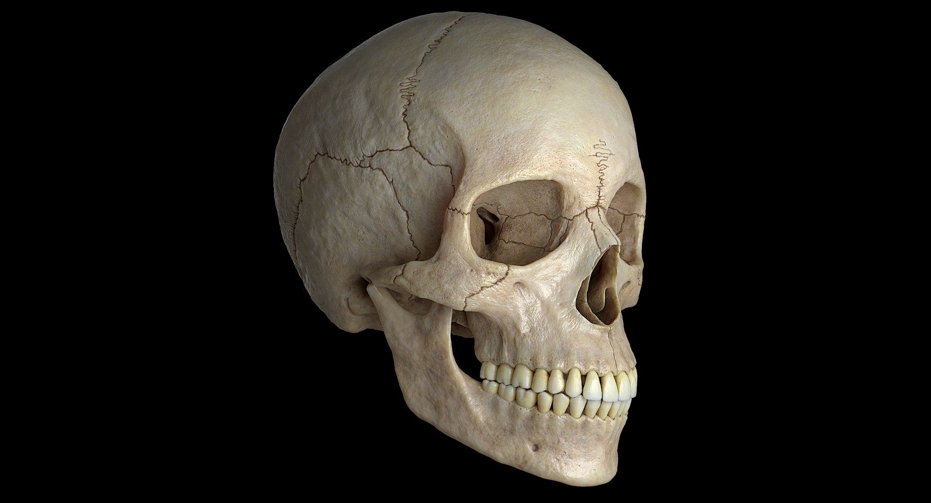 3D female skull bone https://p.turbosquid.com/ts-thumb/v7/yRrME1/DKab2RW0/003/png/1549407046/1920x1080/fit_q87/f46f10e2ed46bfbdde009f0df5c6721b0c854113/003.jpg