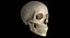 Skull Female