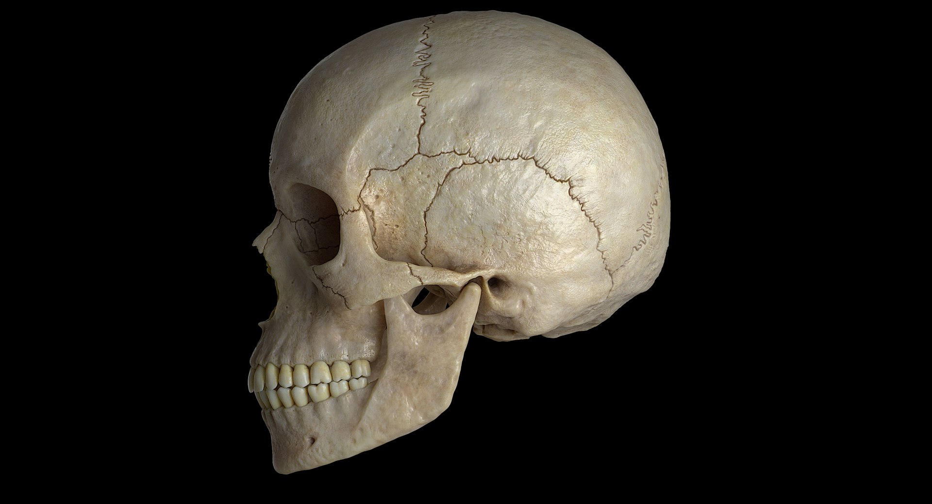 3D female skull bone https://p.turbosquid.com/ts-thumb/v7/yRrME1/ERk6xGZ1/002/png/1549407046/1920x1080/fit_q87/484d3cd09deaddcab3386b39a23464e3671f3753/002.jpg
