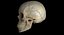 Skull Female