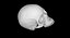 Skull Female